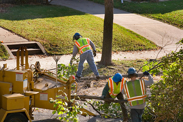 Best Tree Risk Assessment  in Brookville, NY