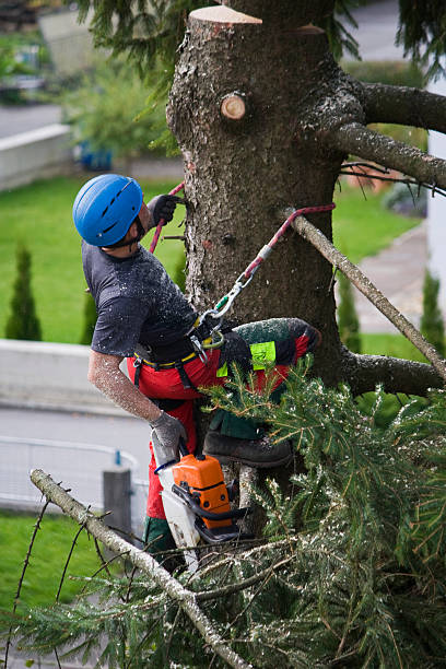 Best Seasonal Cleanup (Spring/Fall)  in Brookville, NY